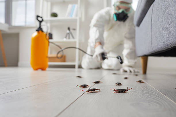 Post-Treatment Bed Bug Interceptor Monitoring in Golden Beach